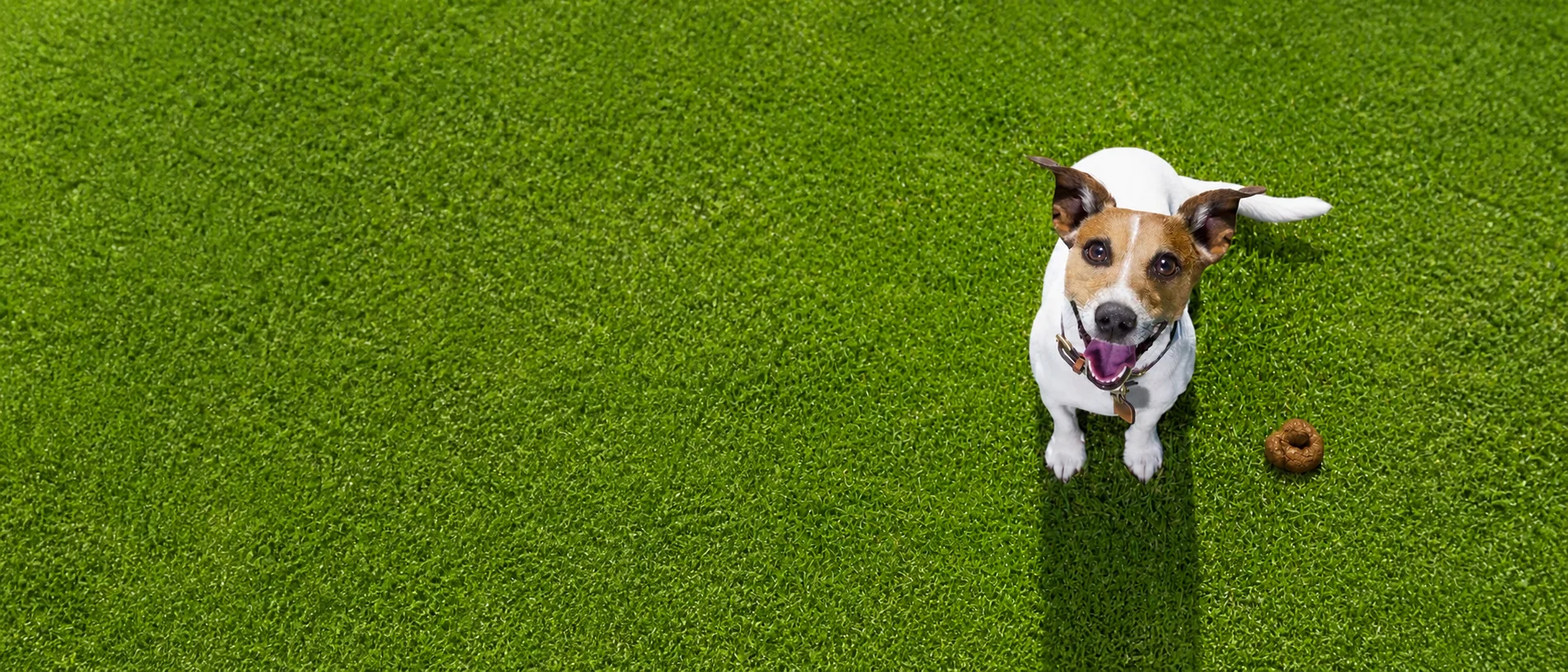 Happy dog on a freshly cleaned Gold Coast lawn
