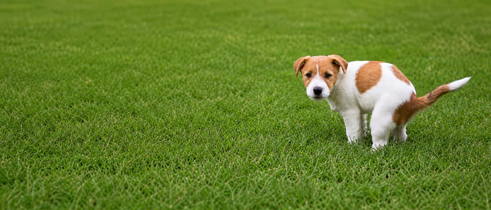 Puppy enjoying a clean backyard